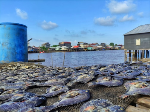 A large number of dried fish are spread out on nets in the foreground, with a blue barrel on the left side. In the background, there are wooden houses on stilts by the water and a clear blue sky with a few clouds.