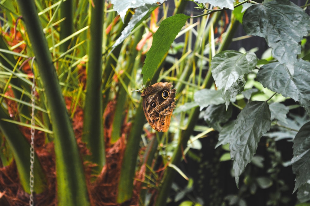 un gros plan d’une plante avec une abeille dessus