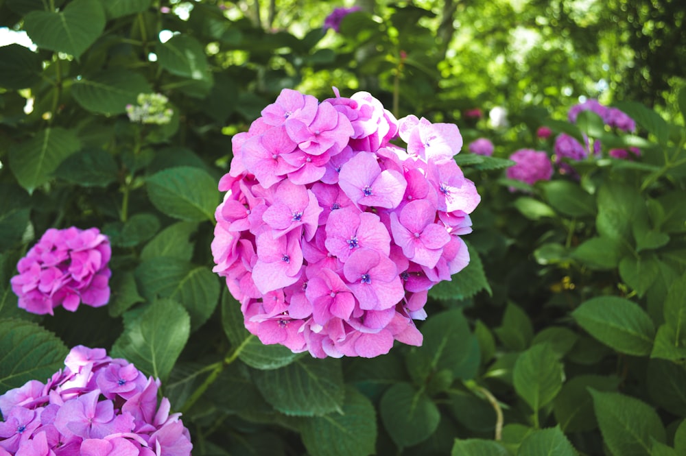 Un ramo de flores púrpuras en un jardín