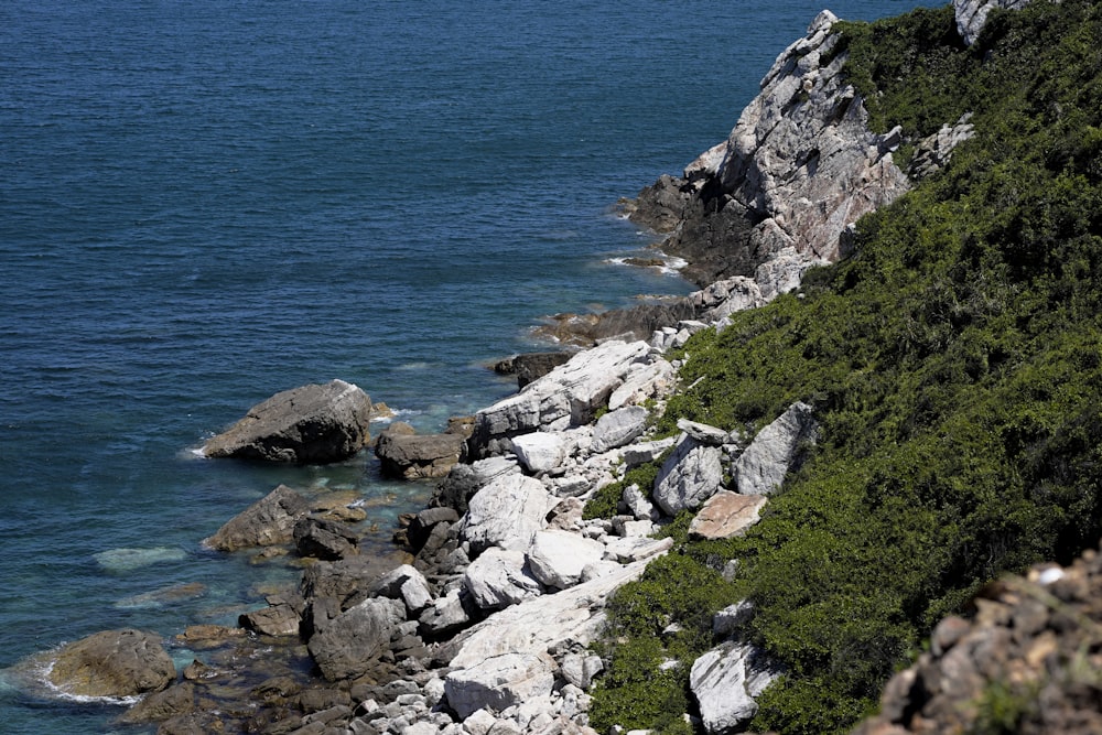 a bird is perched on a rock near the water