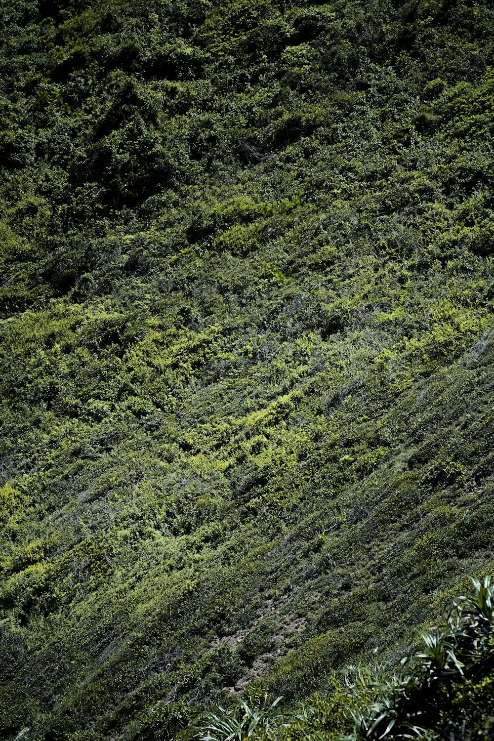 a man riding a horse down a lush green hillside