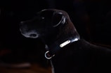 A close-up of a custom metal tag engraved with the Pitbull Dogz logo hanging from a collar.