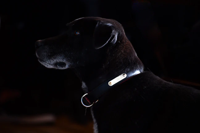 Personalized leather pet collar with engraved name tag.