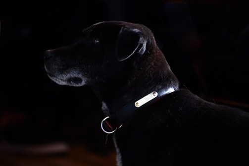 A close-up of a personalized pet keychain featuring a dog's silhouette.
