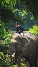 a man riding on the back of an elephant
