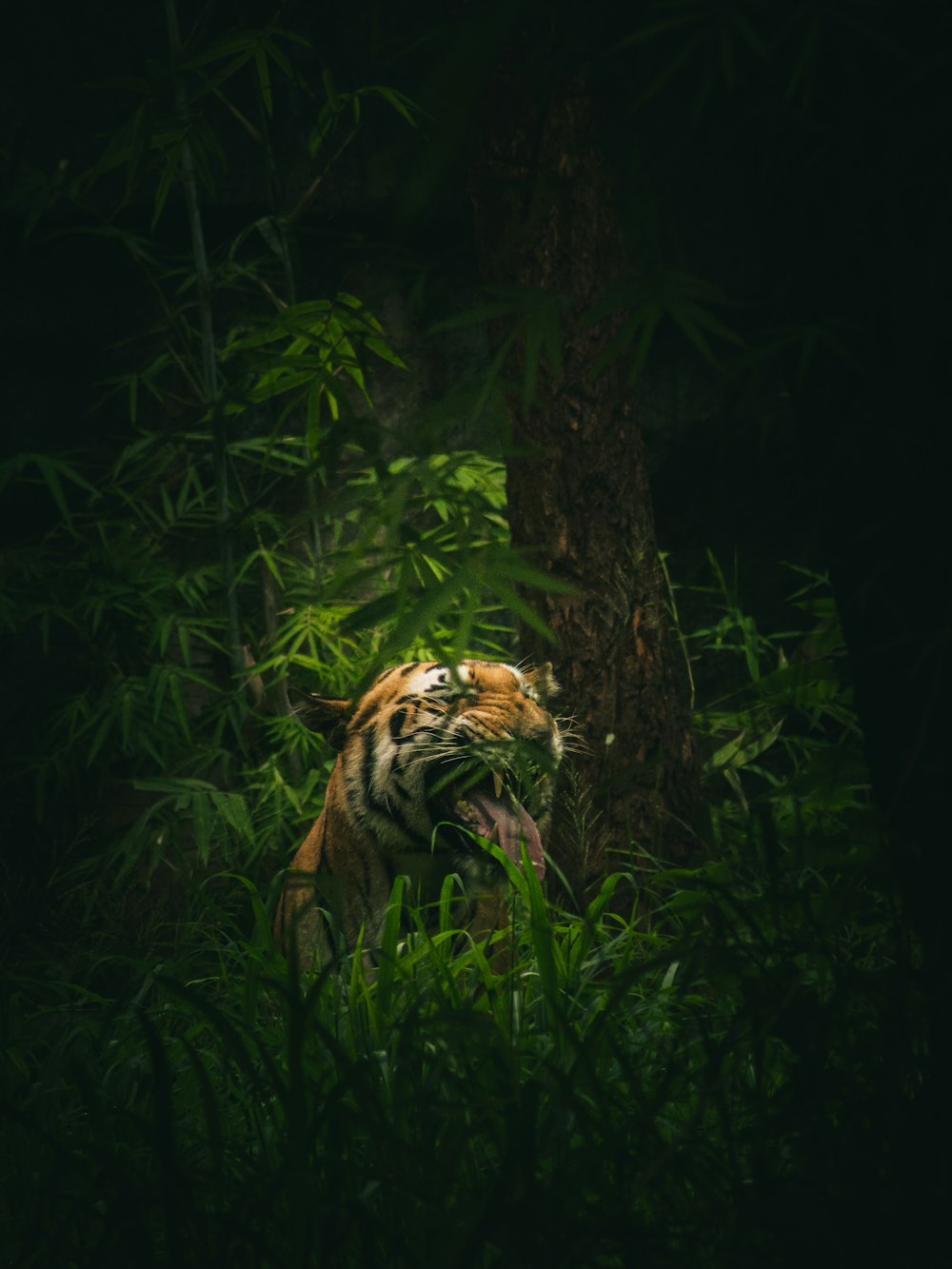 Un tigre en medio de un bosque