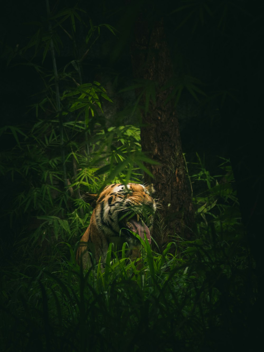 a tiger in the middle of a forest