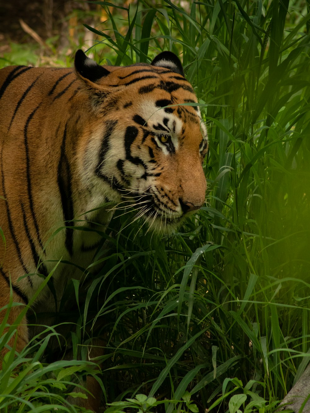 a tiger walking through a lush green forest