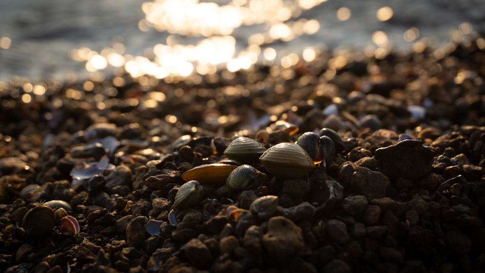 a close up of shells on a rocky beach