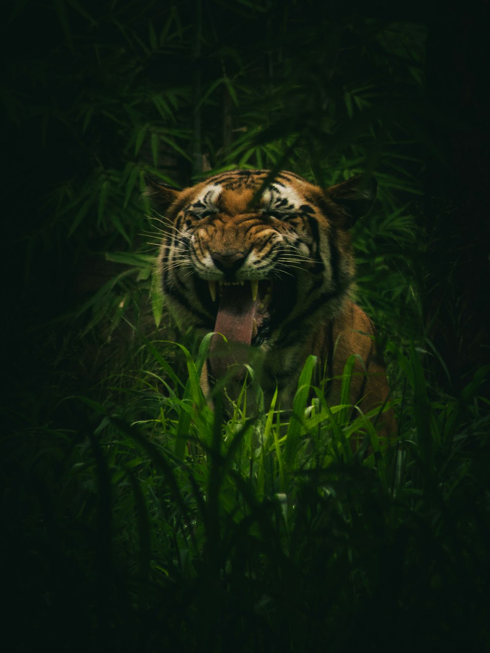 ein Tiger im Gras mit offenem Maul