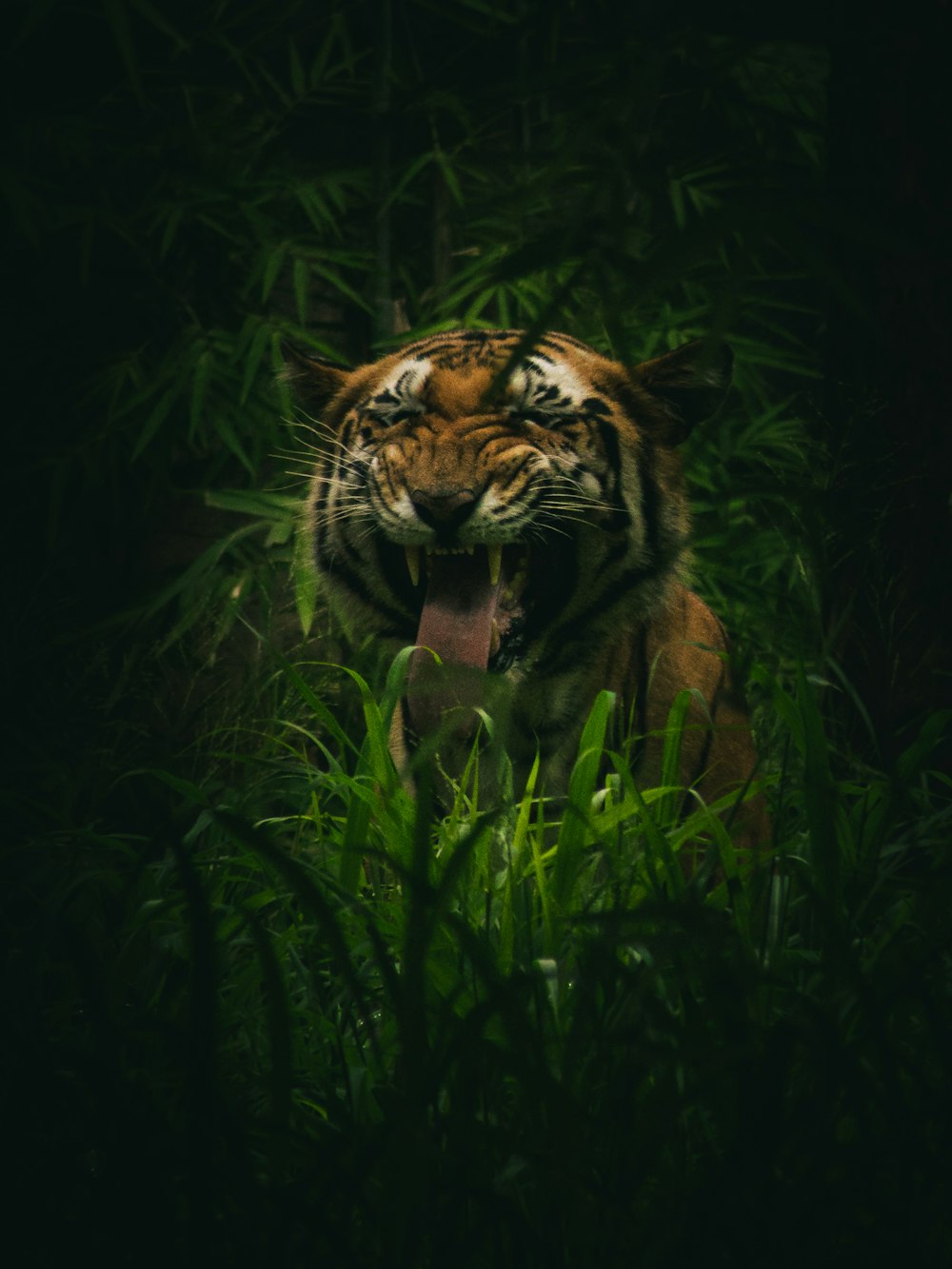 a tiger in the grass with its mouth open
