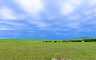 Wide open pasture dotted with grazing horses under a bright blue sky.