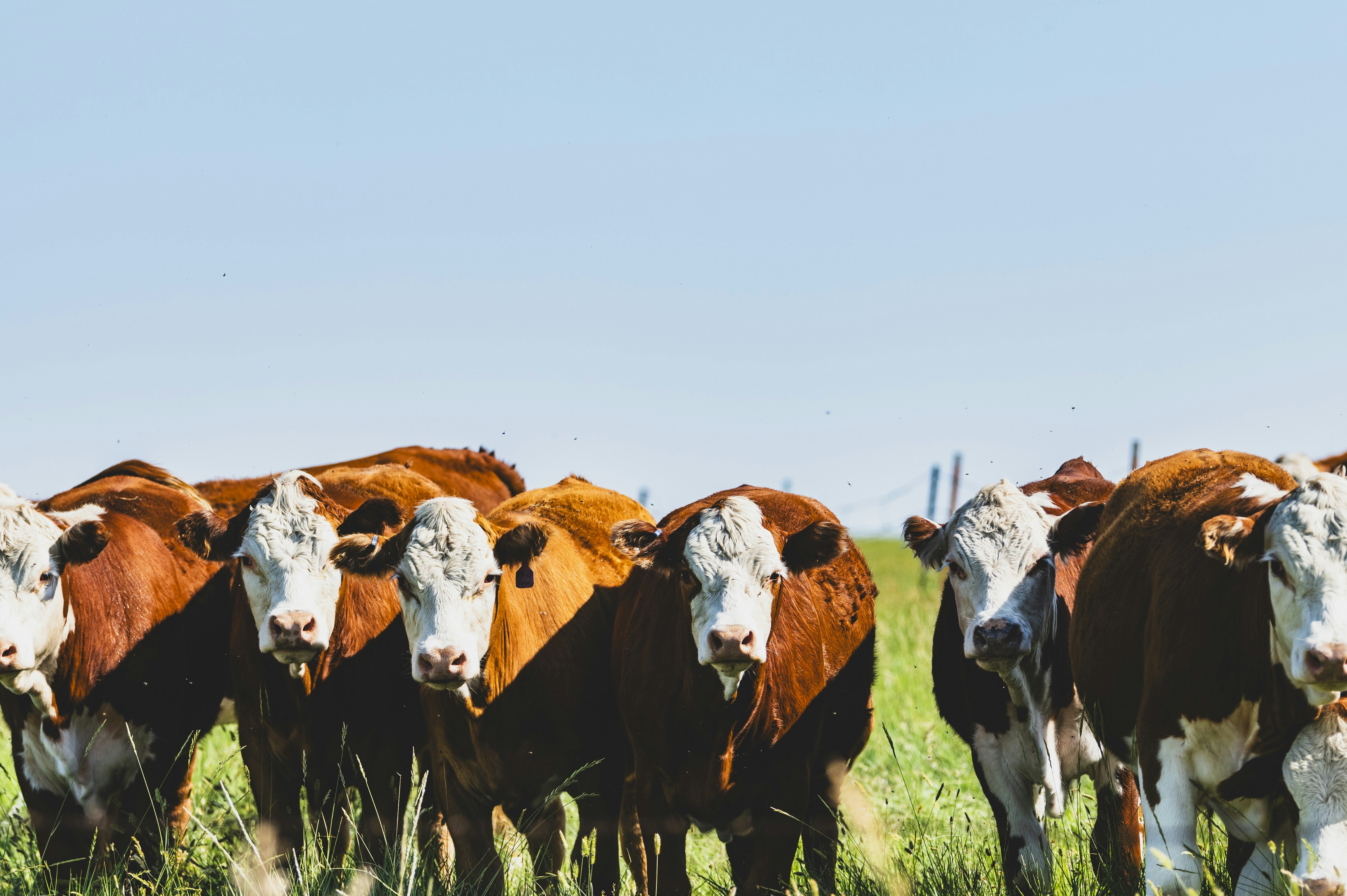 Fact brief: Does South Dakota lead the nation in cattle per capita?