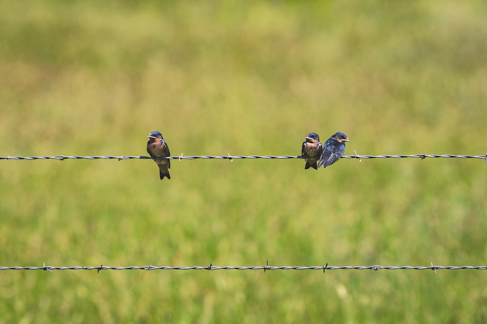two small birds sitting on a wire fence