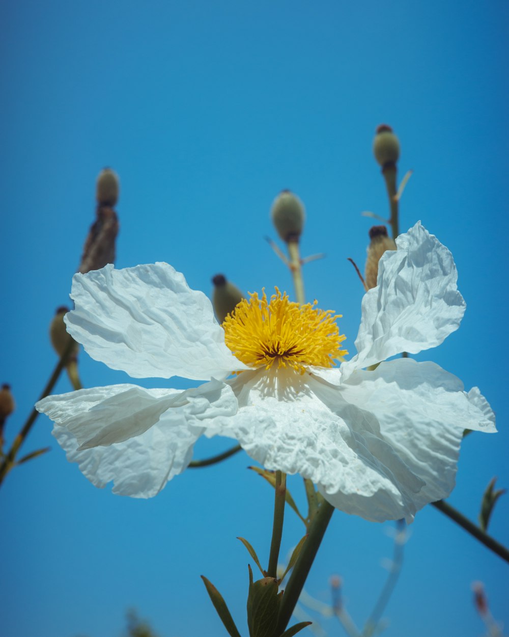 a white flower with a yellow center against a blue sky