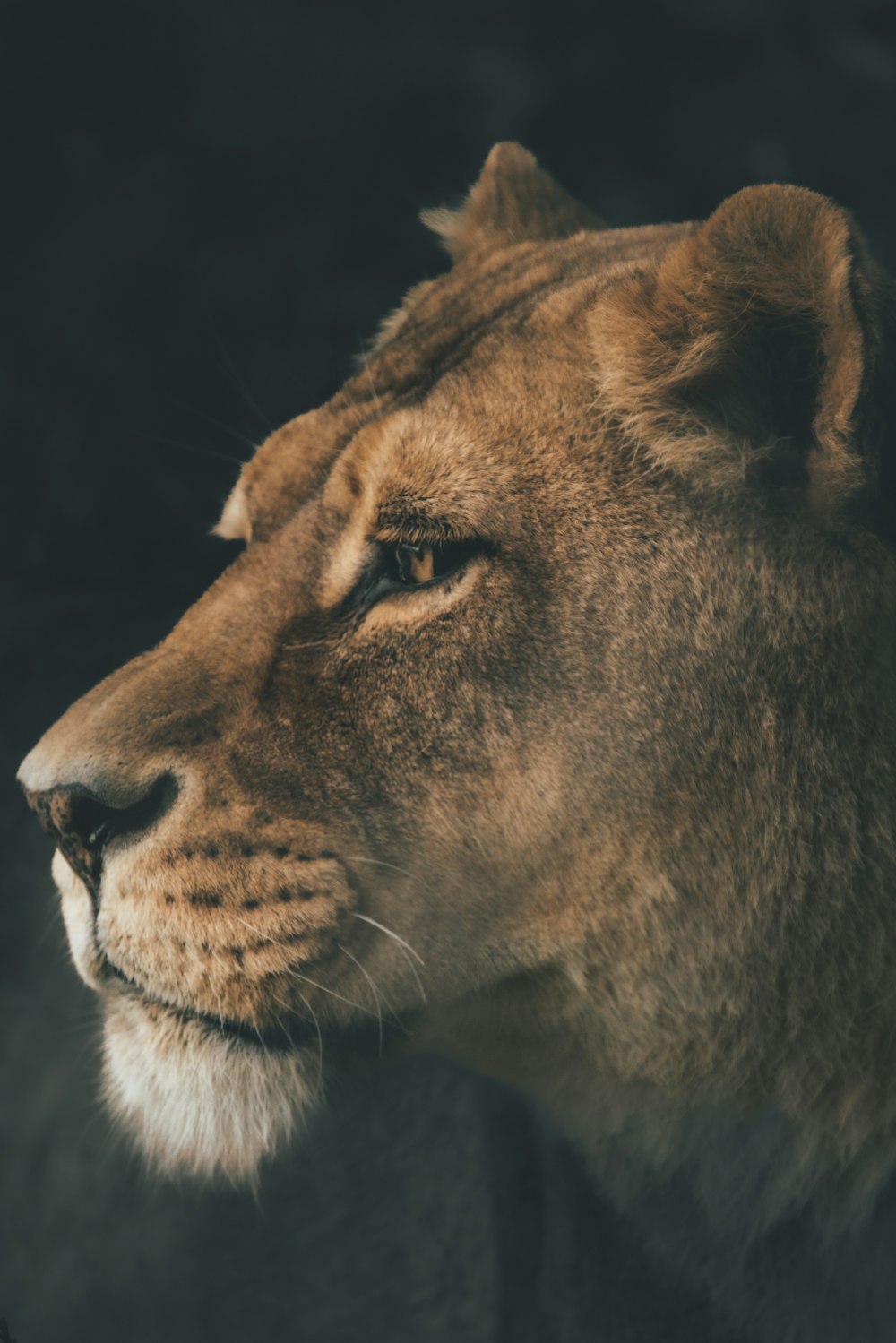 a close up of a lion's face with a black background