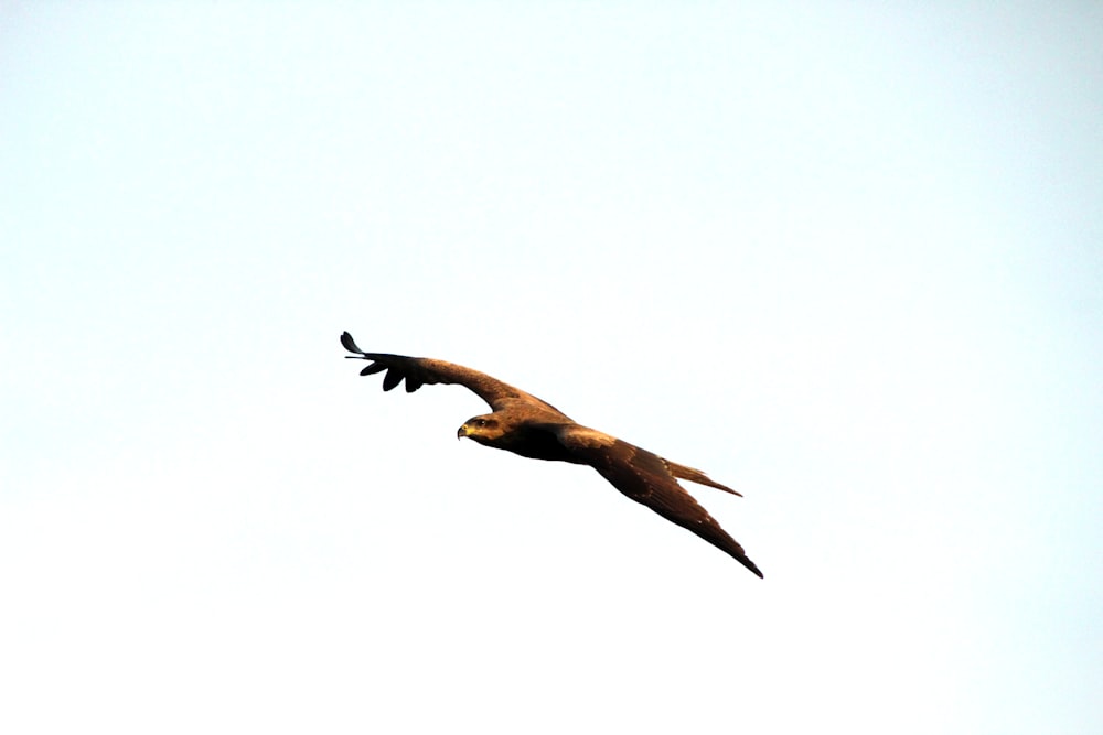 a large bird flying through a blue sky