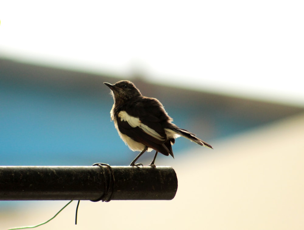 a small bird perched on top of a metal pole