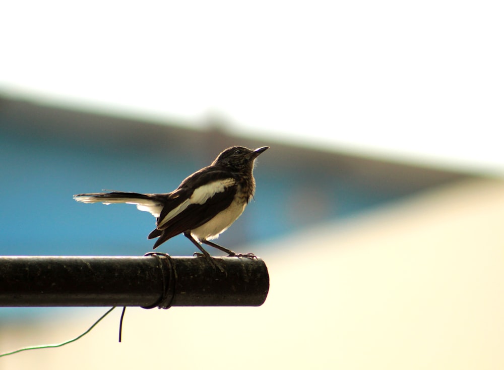 a small bird sitting on top of a metal pole