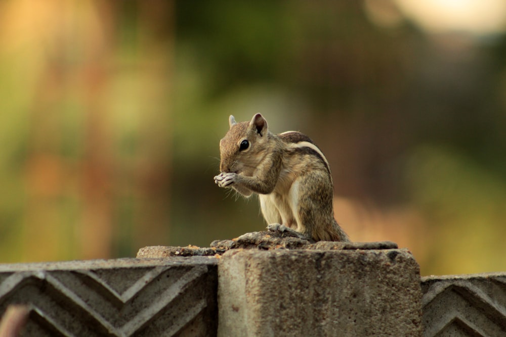 a small squirrel sitting on top of a stone wall