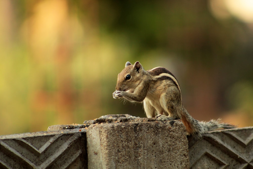a small squirrel sitting on top of a stone wall