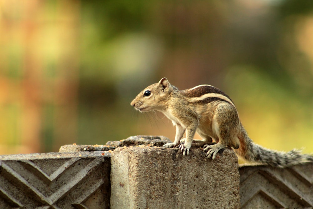 a small squirrel sitting on top of a stone wall