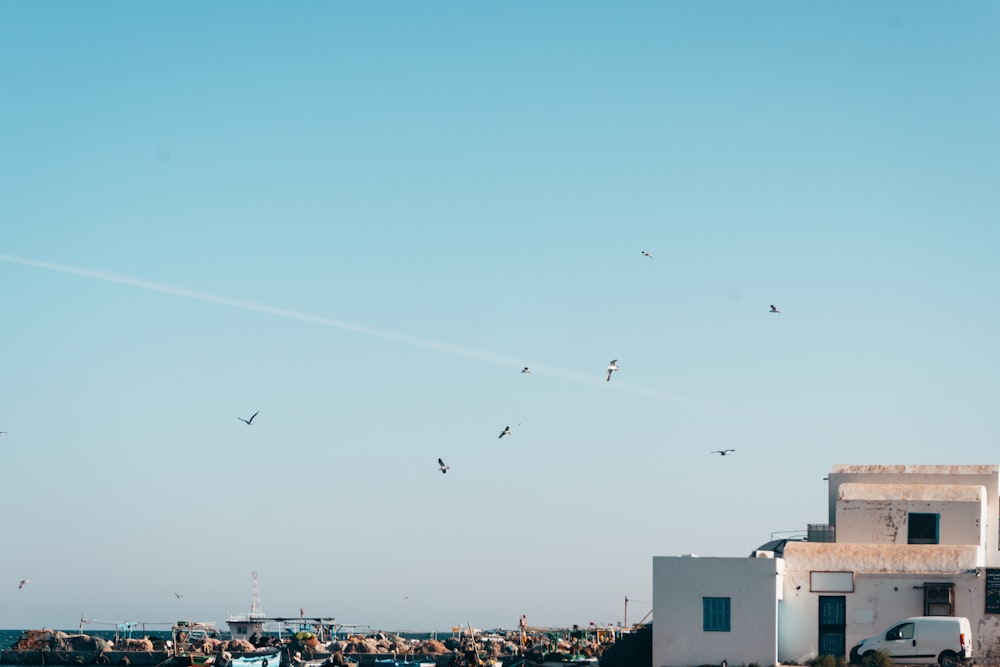白い建物の上を飛ぶ鳥の群れ