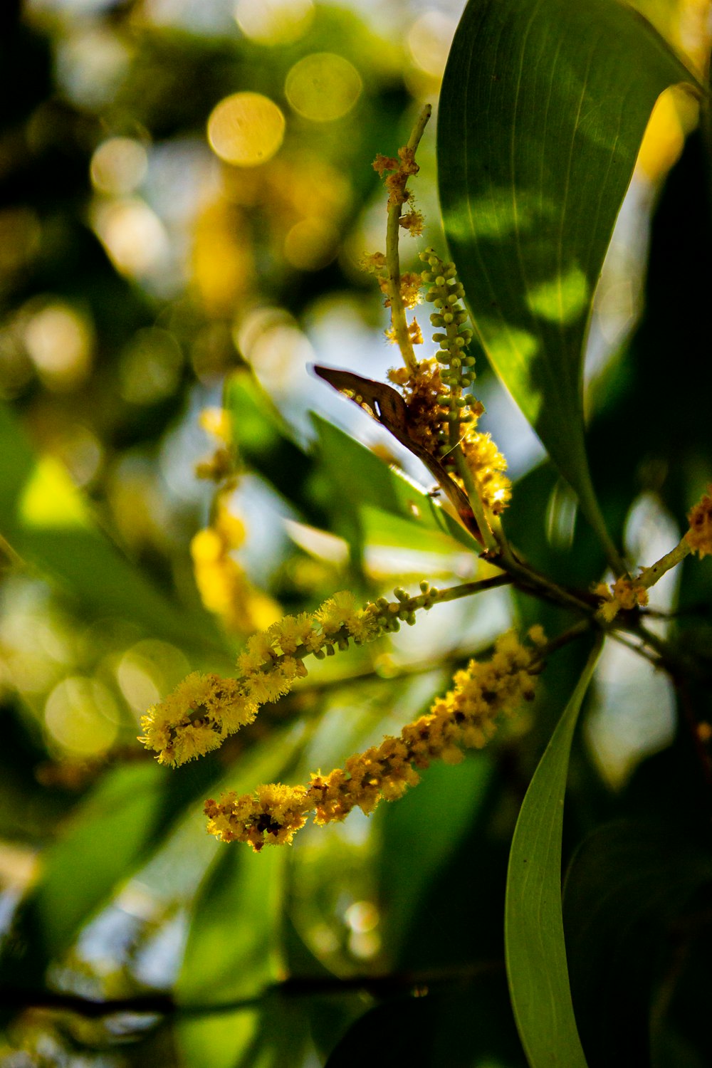 a close up of a tree with yellow flowers