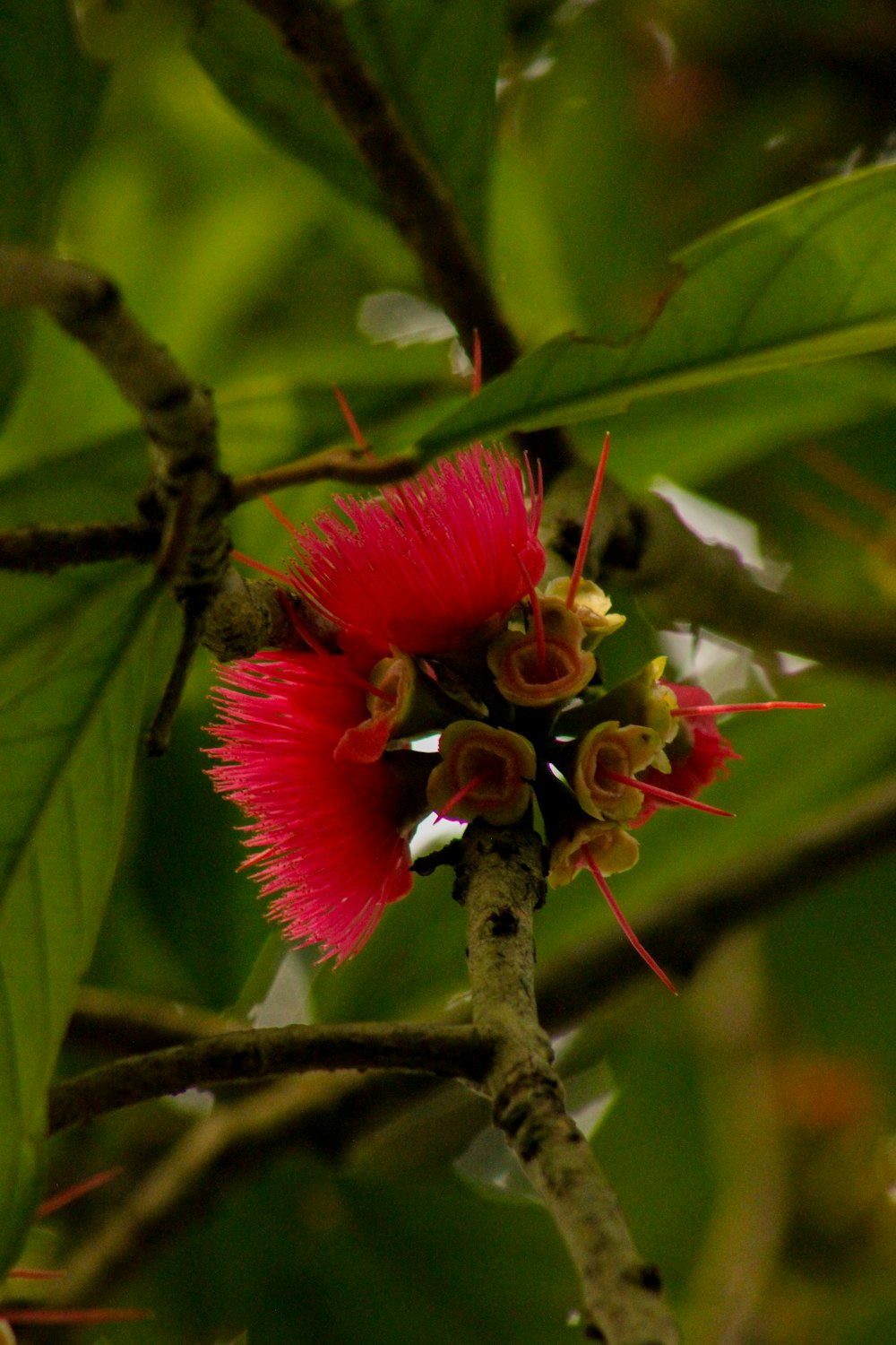 a red flower on a tree branch with green leaves