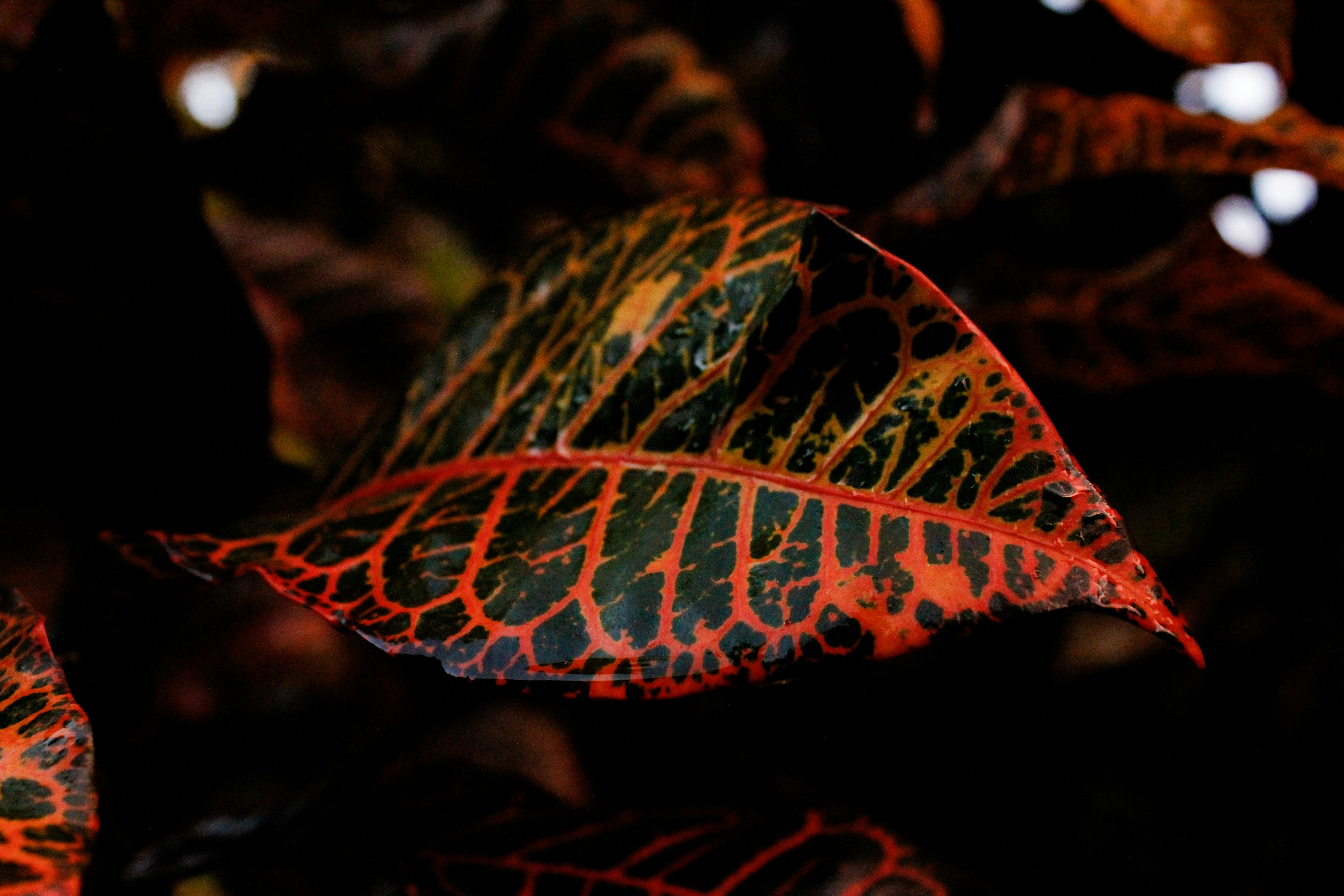 A close up of a green and orange leaf photo Free Amoled Image on Unsplash