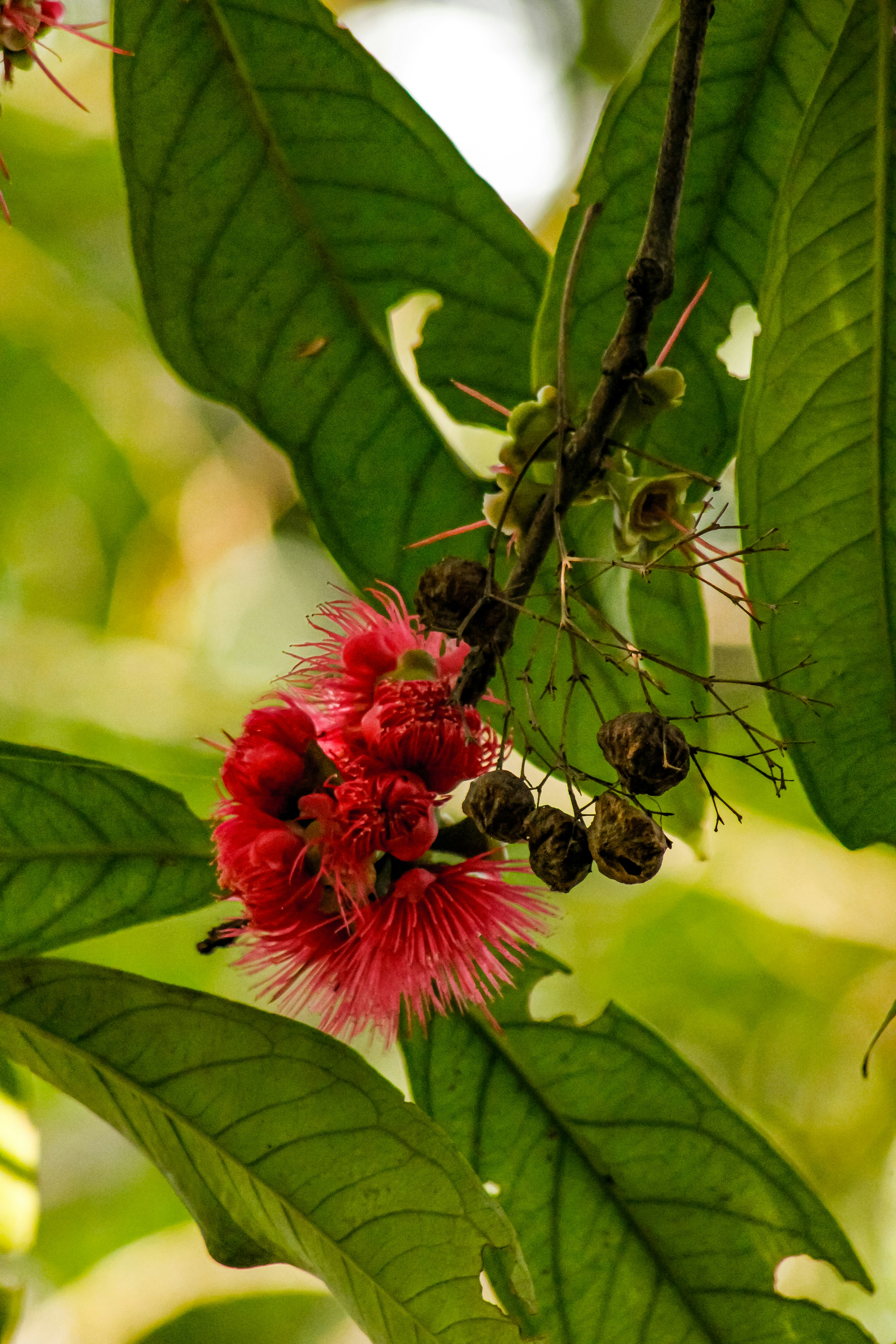 eine rote Blume an einem grünen Laubbaum