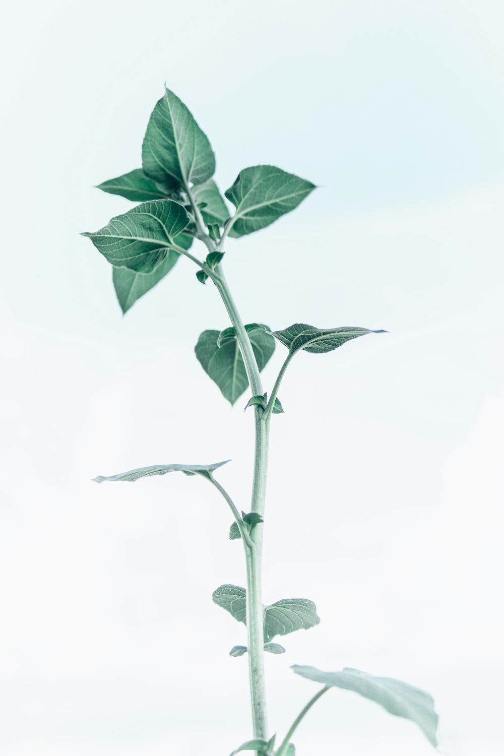 a plant that is growing out of the ground