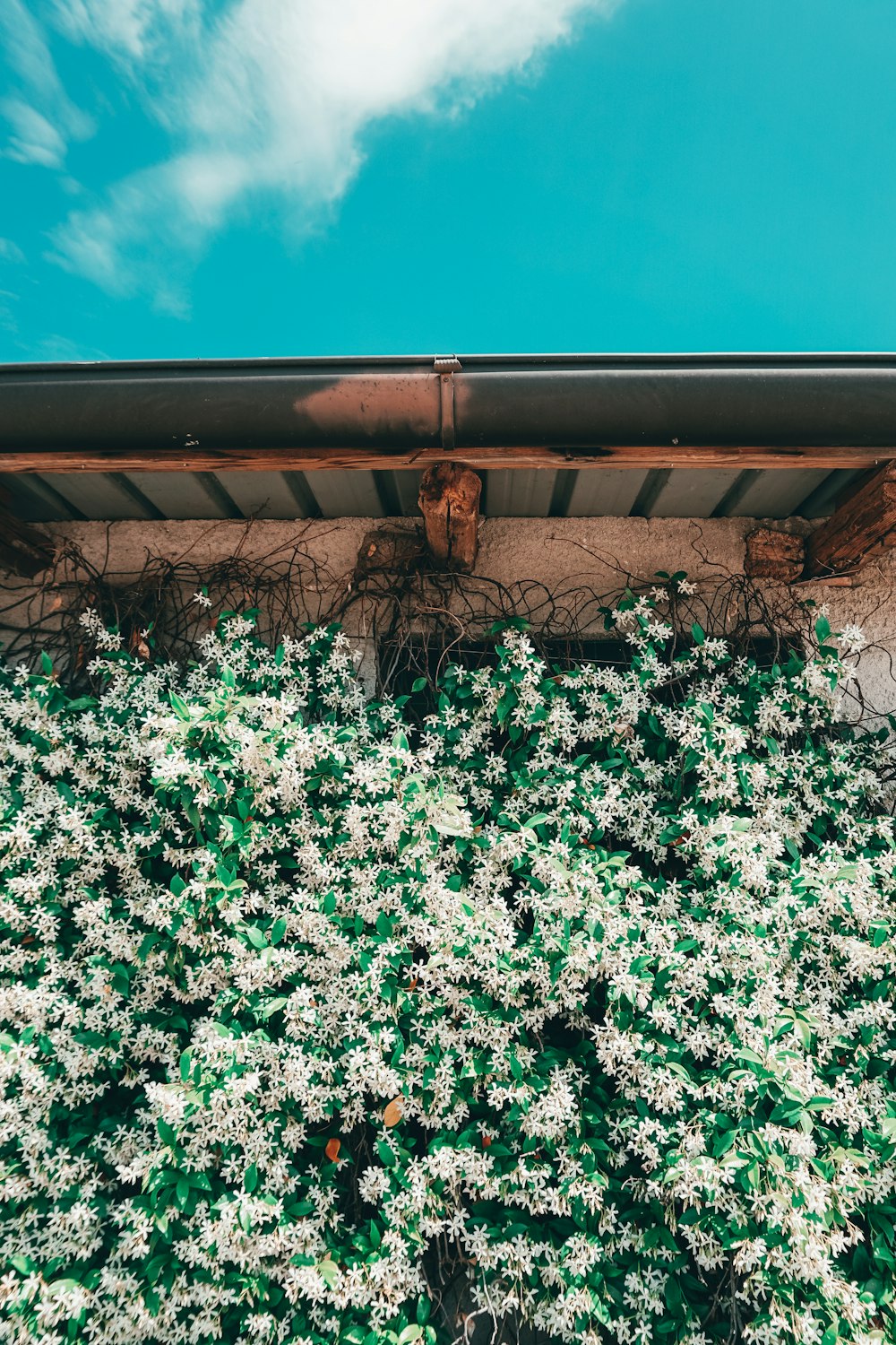 white flowers growing on the side of a building