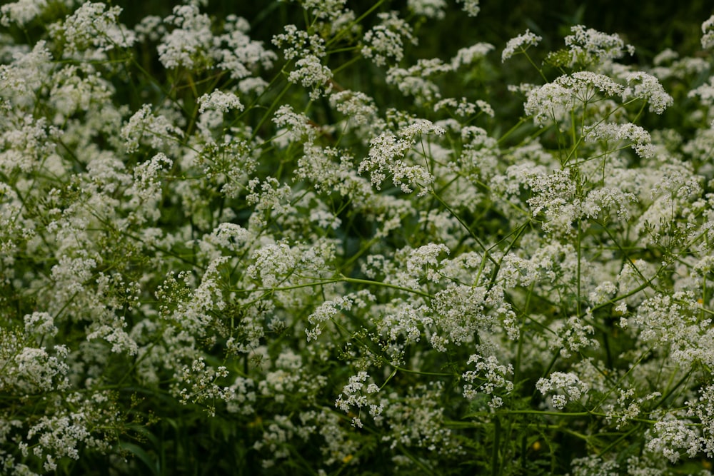 a bunch of white flowers in a field