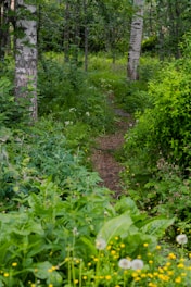 a trail in the woods with lots of green plants