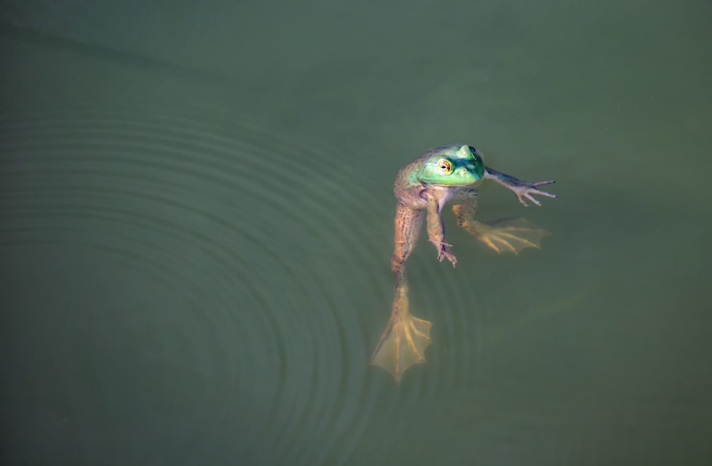 a frog that is floating in the water