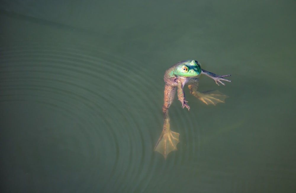 une grenouille qui flotte dans l’eau