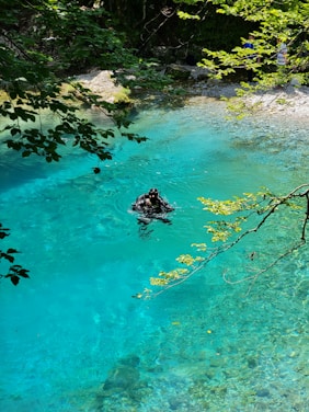 Diver swimming through a crystal-clear cenote cavern surrounded by lush green foliage.