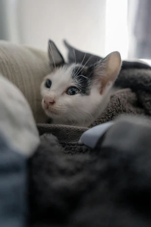 A cat curled up next to an open pet care planner on a cozy blanket.