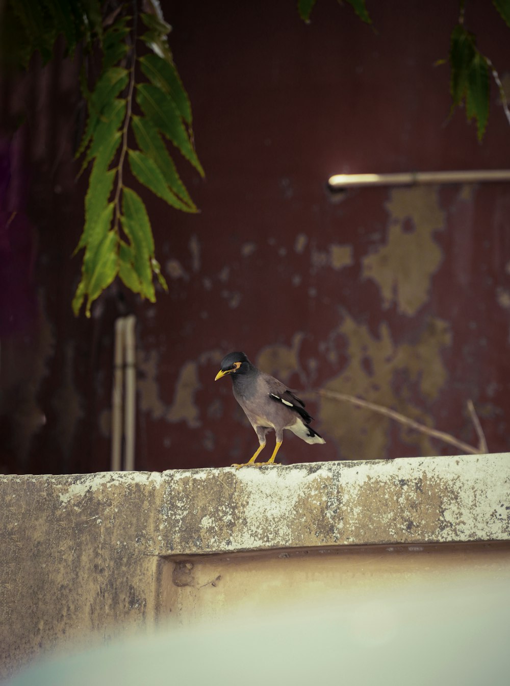 a small bird perched on top of a cement wall