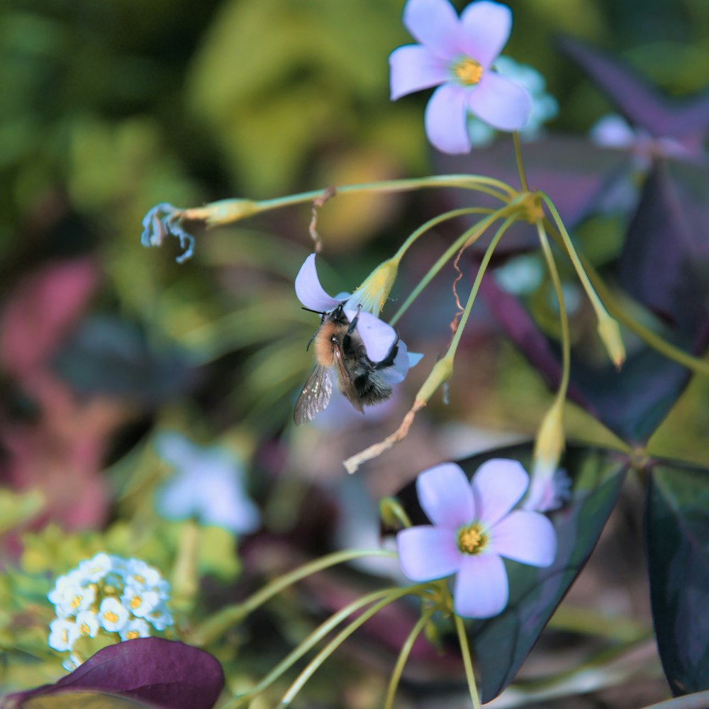 a bee that is sitting on a flower