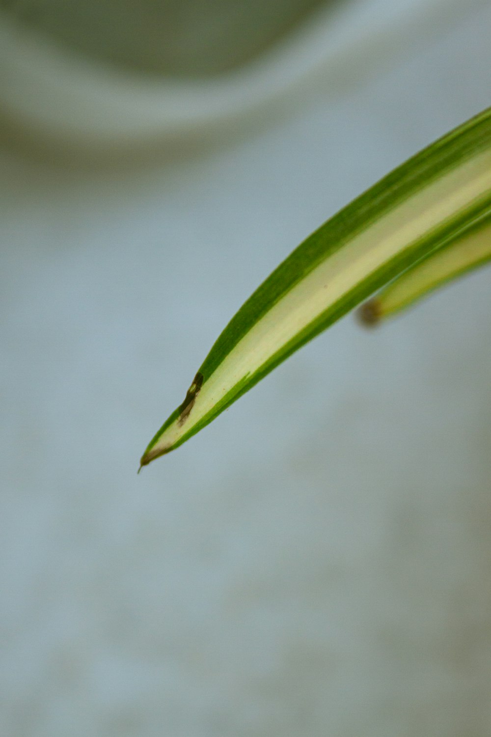 a close up of a green leaf with a white background