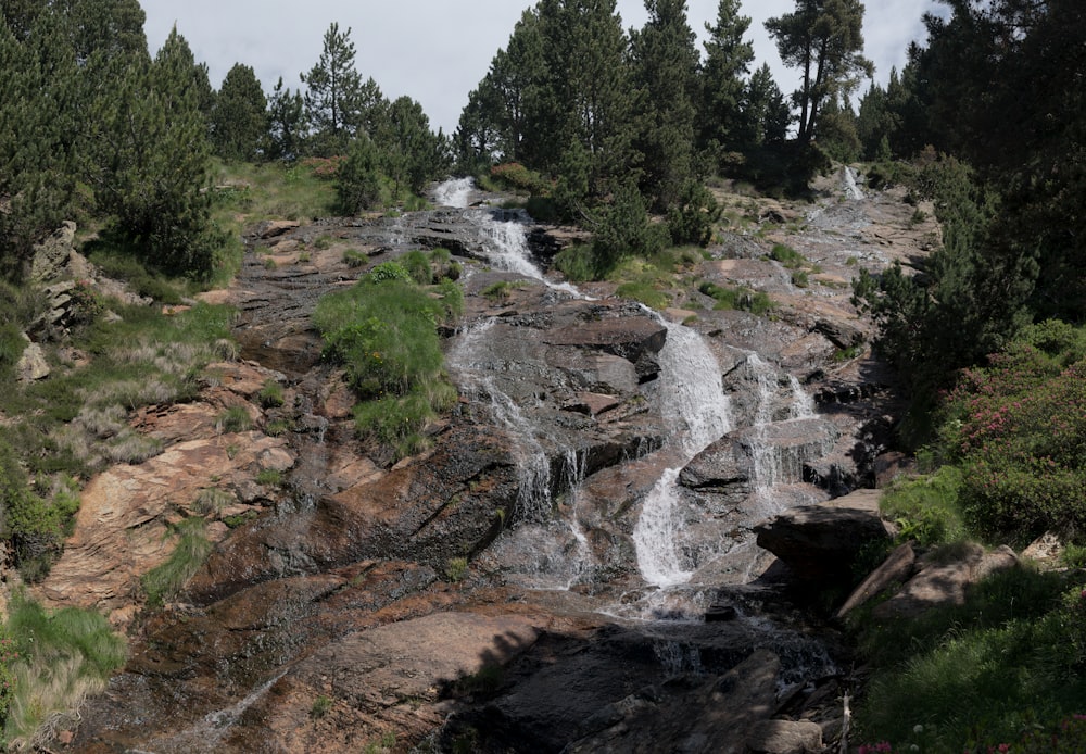 Una piccola cascata nel mezzo di una foresta