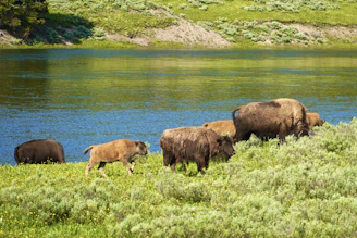 a herd of buffalo grazing on a lush green hillside next to a lake