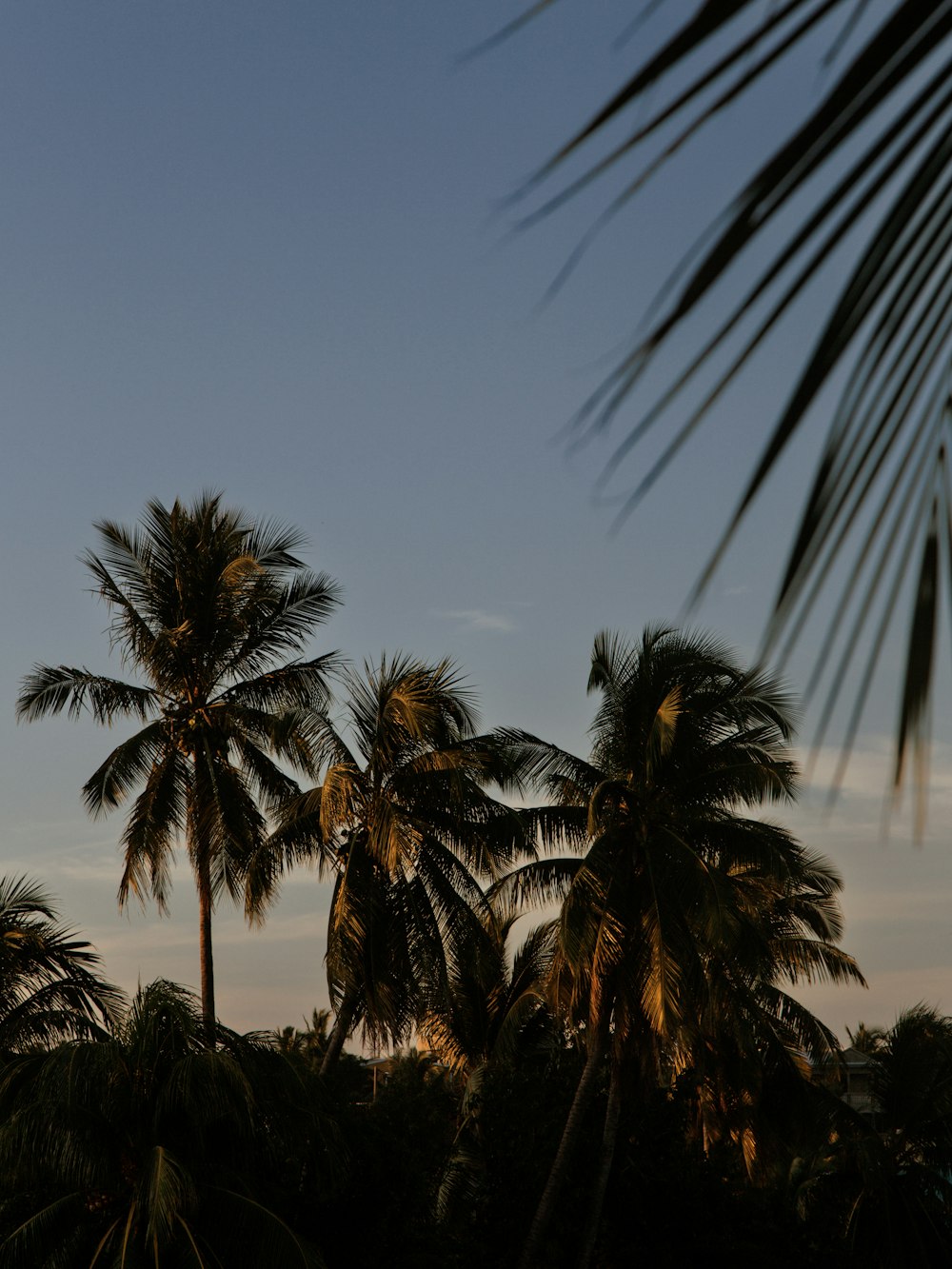 a plane is flying over some palm trees