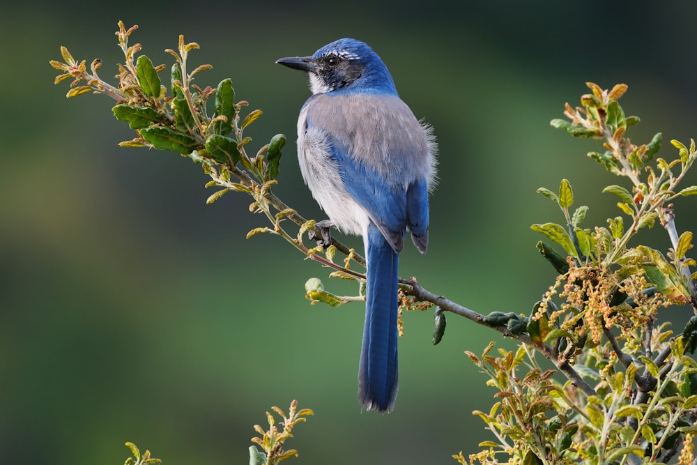 a blue bird sitting on top of a tree branch