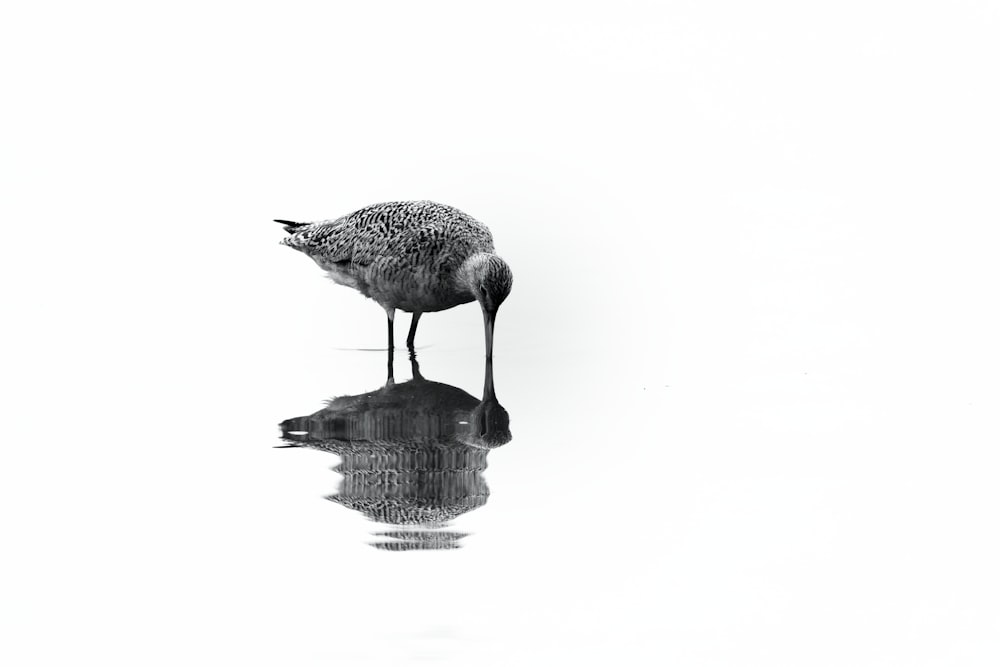 a bird standing on top of a body of water