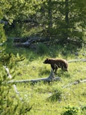 A bear walks through a sunlit forest clearing with patches of greenery and fallen logs scattered around. The scenery is lush, with dense tree foliage casting dappled shadows on the ground.