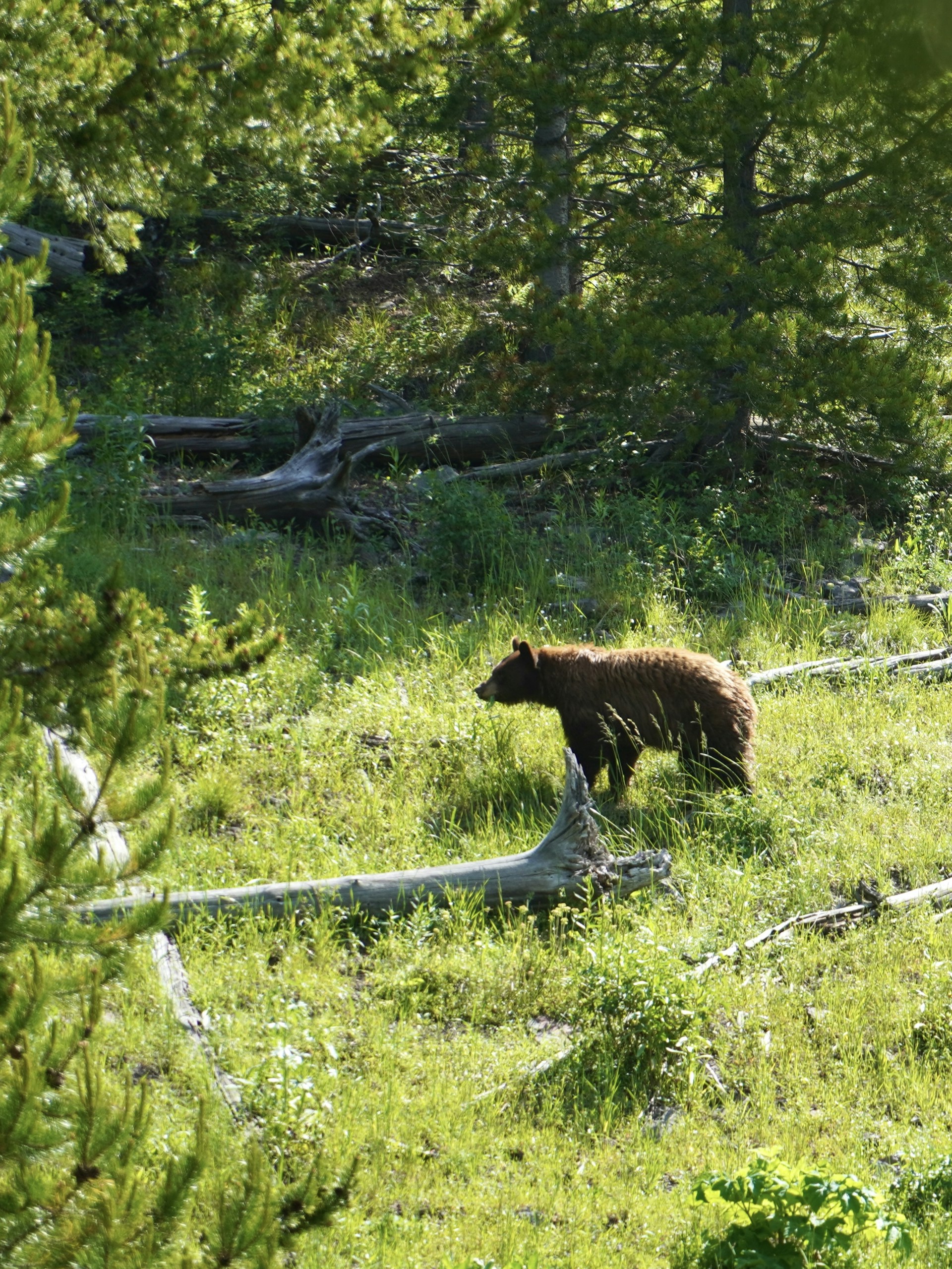 gray computer monitor
