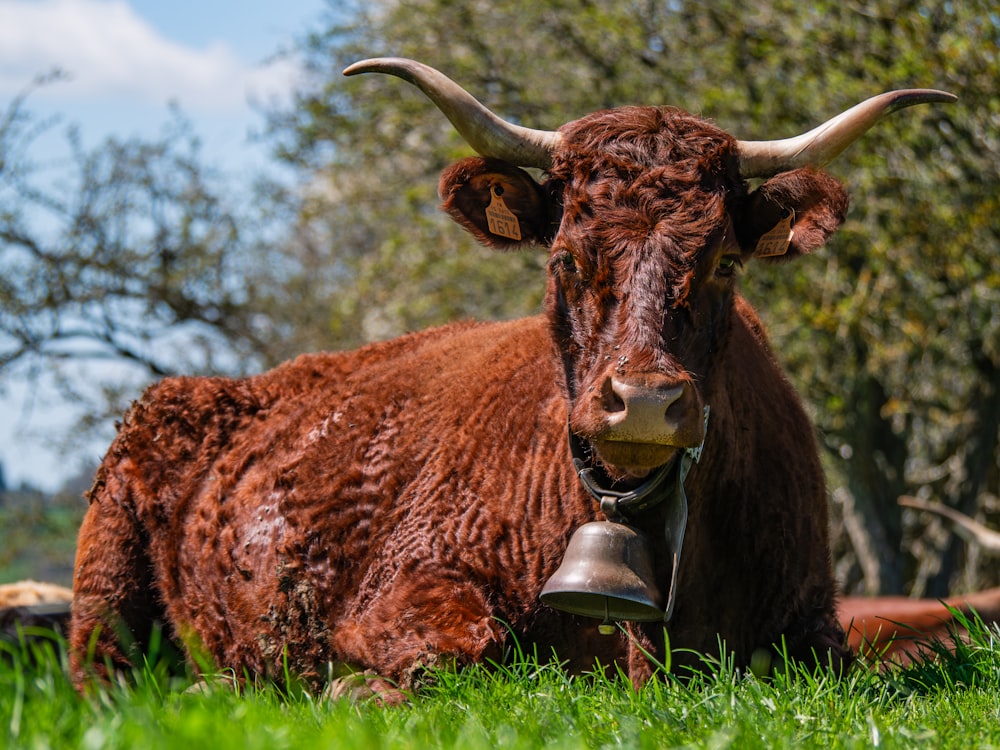 a brown cow laying in the grass with a bell in its mouth